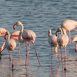 Le 4 Stagioni Comacchio