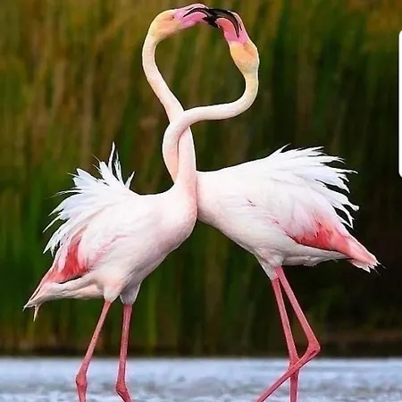 Le 4 Stagioni Daire Comacchio