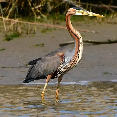 Le 4 Stagioni Comacchio