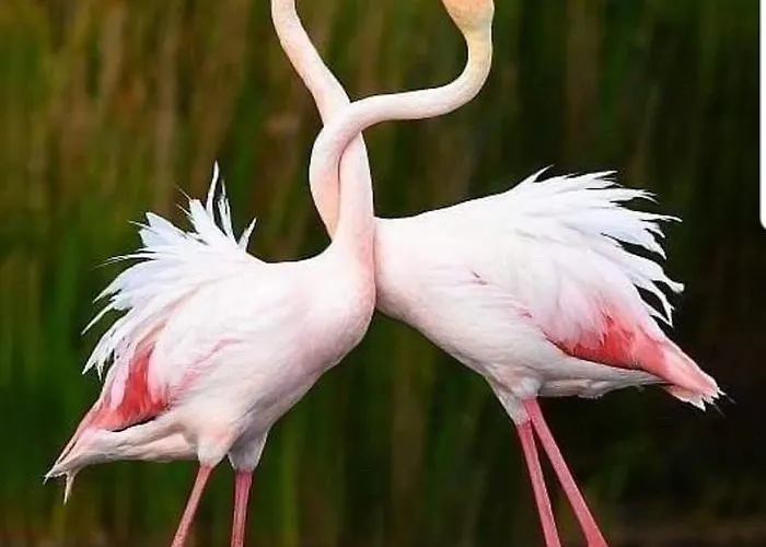 Le 4 Stagioni Appartamento Comacchio