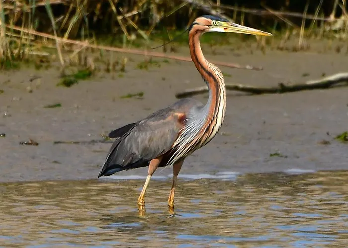 Le 4 Stagioni Comacchio